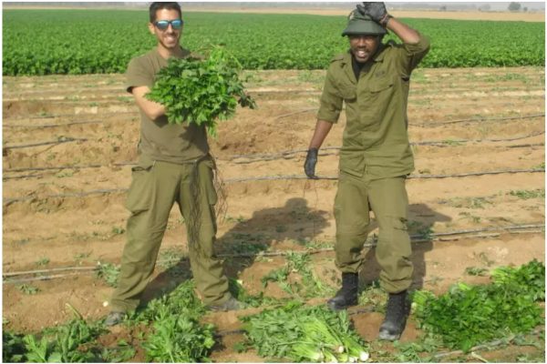 חקלאות בעוטף ישראל היום